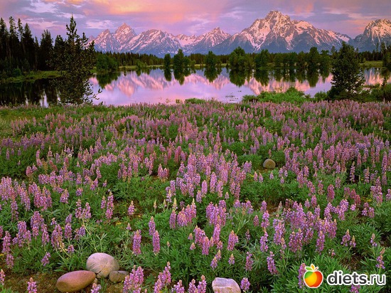 24 фото: пейзажи и цветы