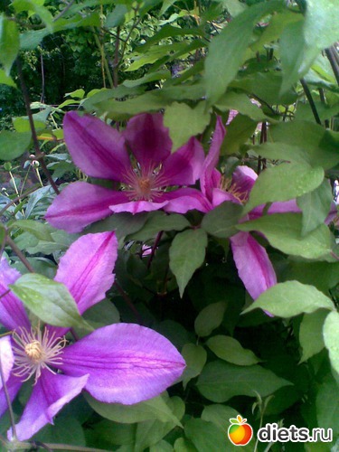 13 ����: ��� �����