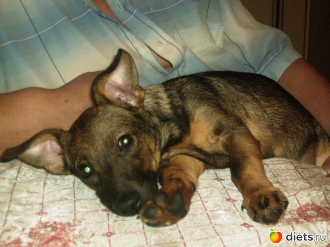 люит быть на руках, альбом: Моя Мася или Тыбыдымский Конь