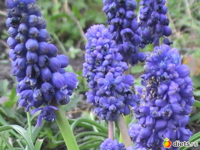 мускарики, альбом: люблю цветы