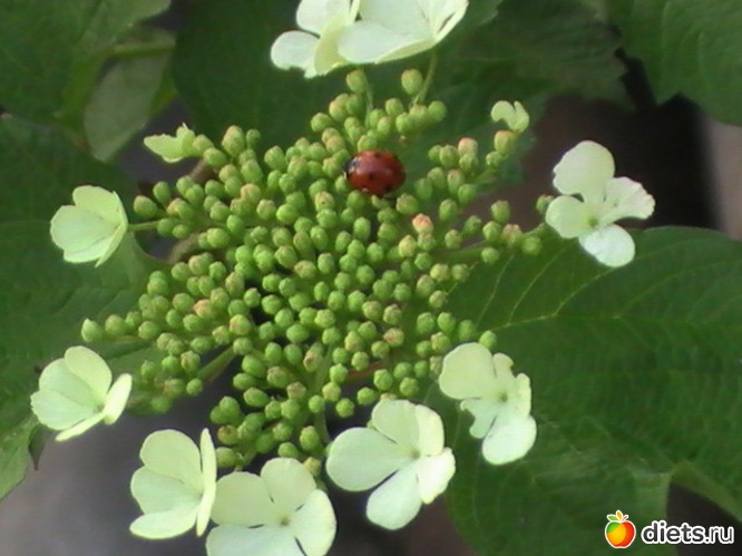 ой цветёт калина...., альбом: люблю цветы