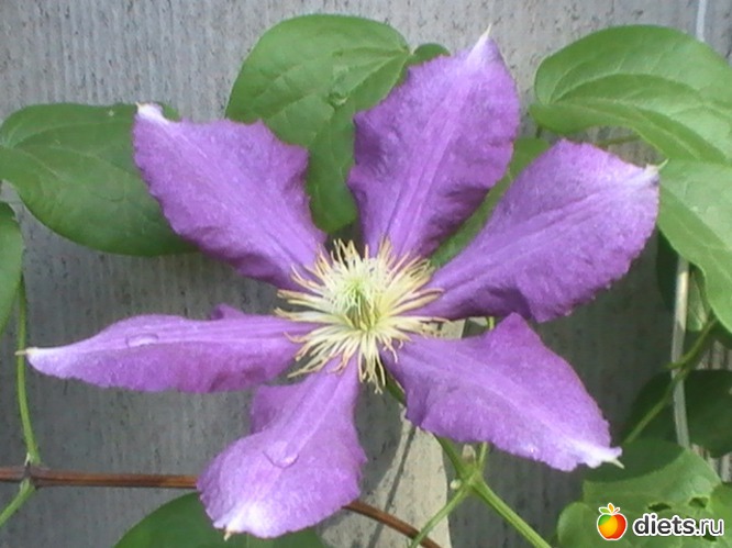 2 фото: люблю цветы