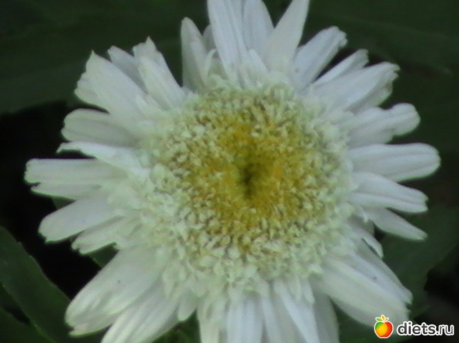 ромашка, альбом: люблю цветы