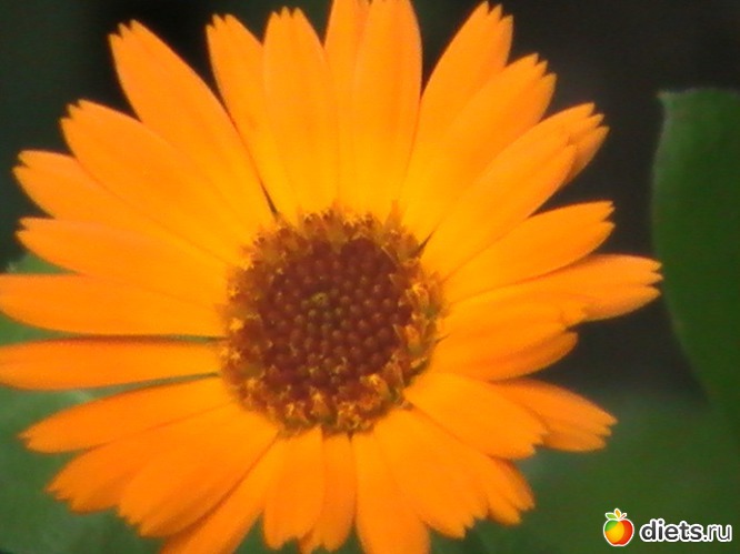 календула, альбом: люблю цветы