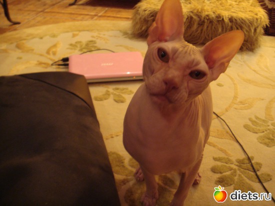 �����, ������: ��� �����