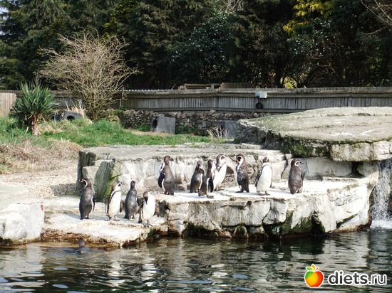12 ����: Chester Zoo