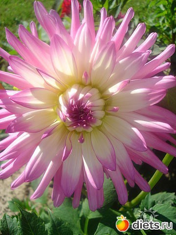 Поздравления (на все случаи жизни)!!!