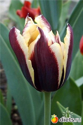 Поздравления (на все случаи жизни)!!!