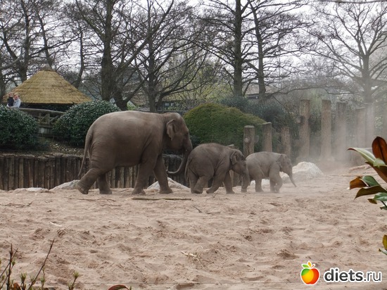 2 ����: Chester Zoo