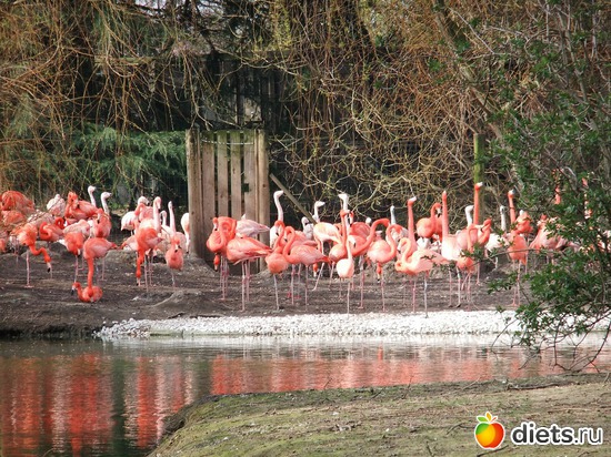 11 ����: Chester Zoo