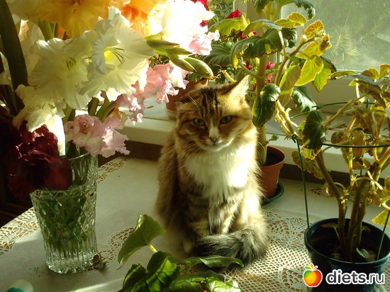 ��������, ������: "����� ������"