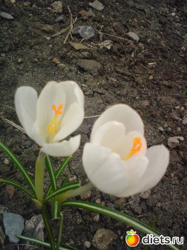 1 фото: весна 2011