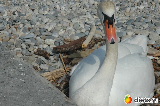 1 ����: ��������� ������ 2011