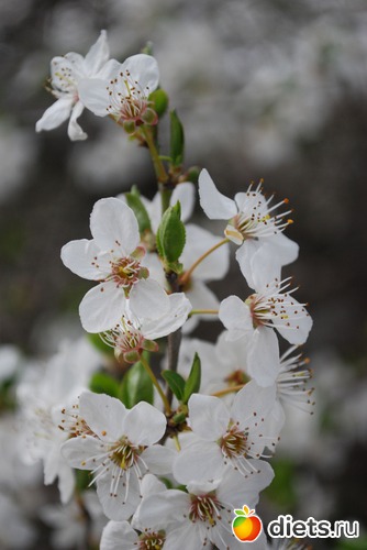 �����....��������...., ������: ������� �����