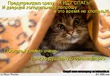 Услышав моё желание, рыбка сдохла...