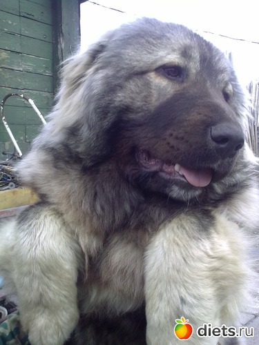 ������,���� "�����������"�� ��� 9���., ������: ��� ������� � �������