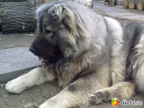 ������, ������: ��� ������� � �������