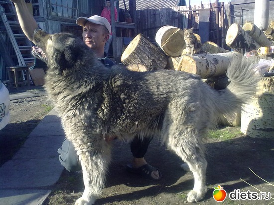 �����-���� "�����������", ������: ��� ������� � �������