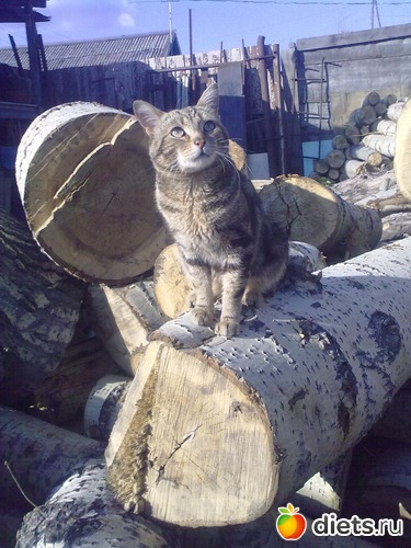 �����:), ������: ��� ������� � �������