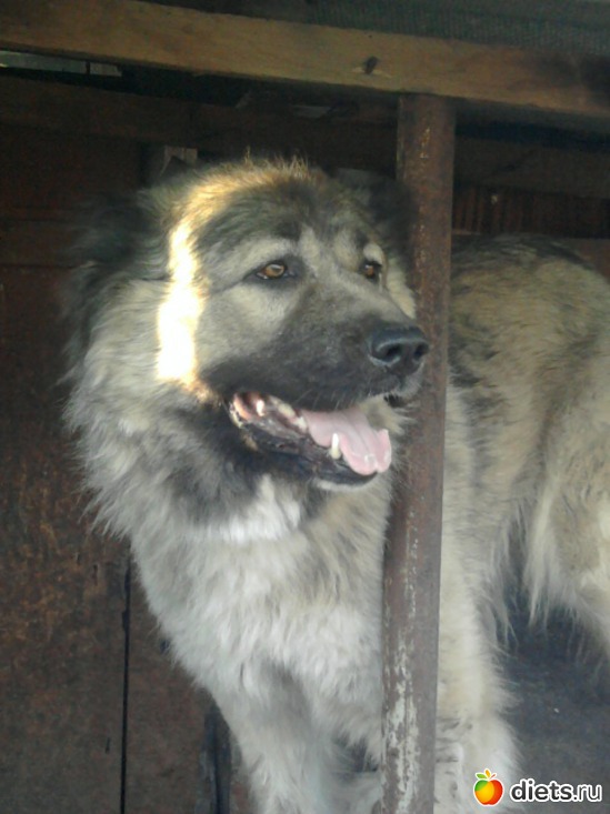 �����, ������: ��� ������� � �������