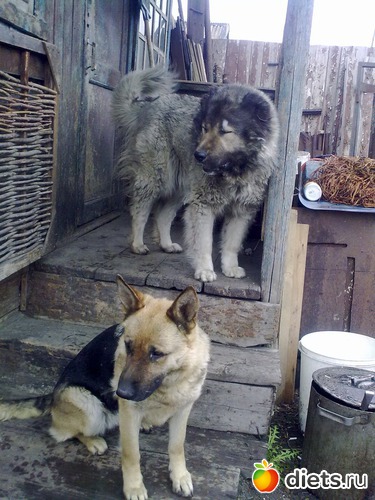 "�������"�� ��������, ������: ��� ������� � �������