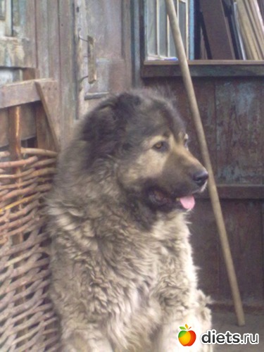 �����, ������: ��� ������� � �������