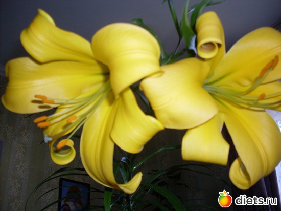 ����� ������ �� �����, ������: �����