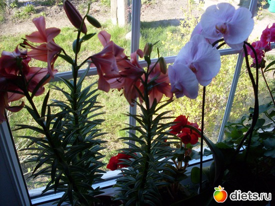 ������-�������� ����� � ���, ������: �����