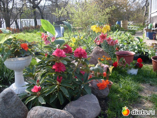 �������� ������ �������� ��� ���, ������: �����