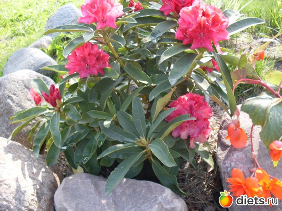 ��� �������� - �����������, ������: �����