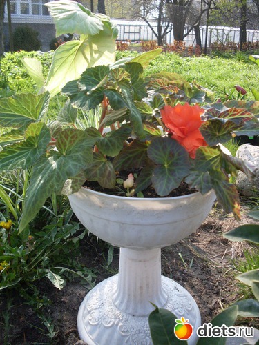 ����� ����� ���������� ����, ������: �����