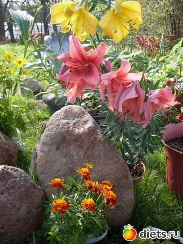 ����� �������� � ����������, ������: �����