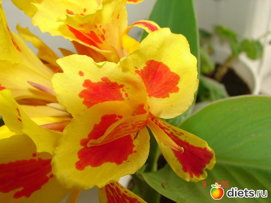 1 фото: Цветочки