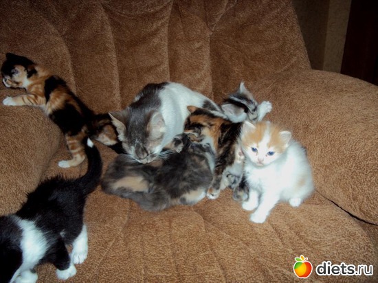 11 ����: ��� �����