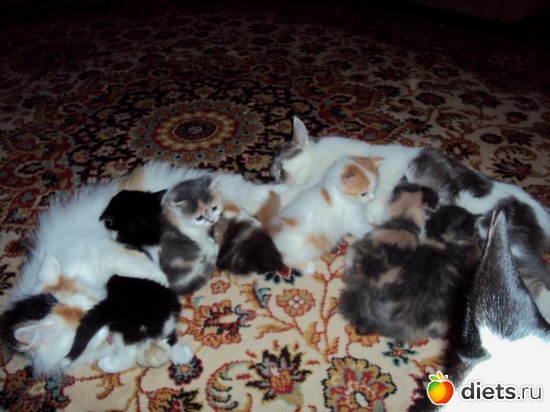 12 ����: ��� �����