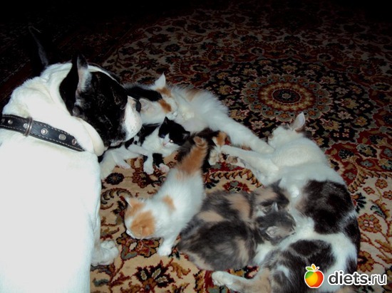 13 ����: ��� �����