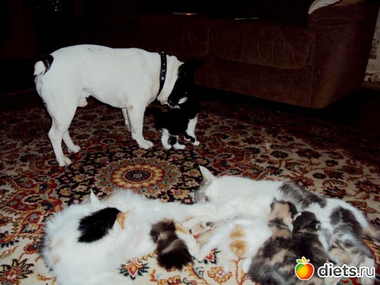 14 ����: ��� �����