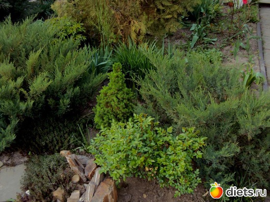 13 ����: �����