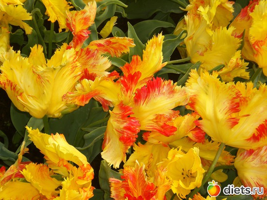 Keukenhof, ������: Keukenhof