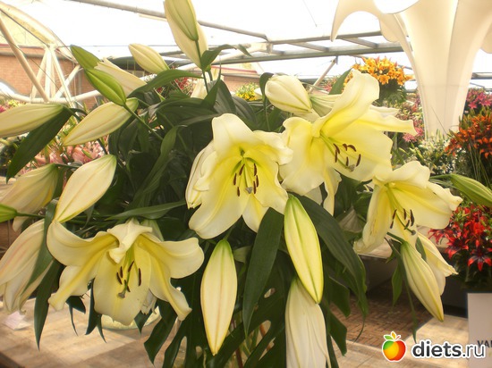 Keukenhof, ������: Keukenhof