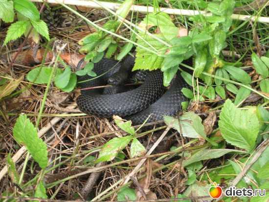 ���� ����� ����, ������: ������