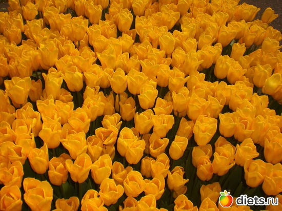 Keukenhof, ������: Keukenhof