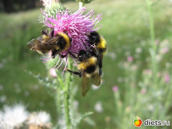 29 ����: ������