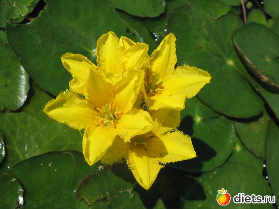 31 ����: ������