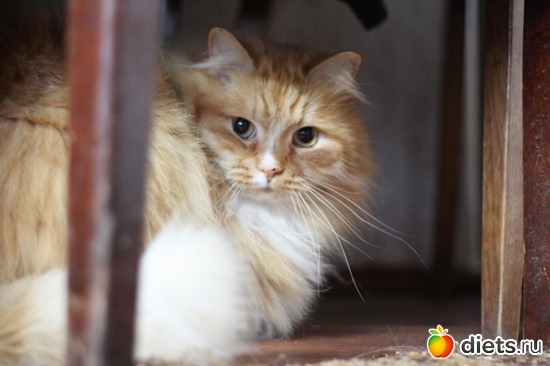 1 фото: вот и мой котэ!!!