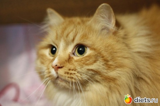 2 фото: вот и мой котэ!!!