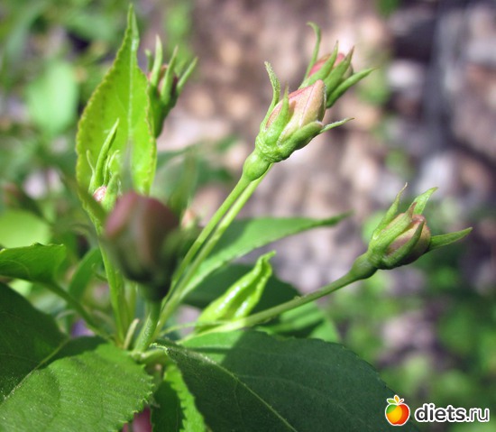 Яблоня. Первые бутончики., альбом: Я вижу