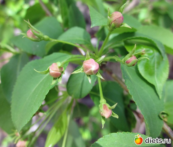 Яблоня. Первые бутончики. Второй день., альбом: Я вижу