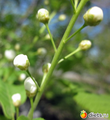 Яблоня. Первые бутончики. Третий день., альбом: Я вижу