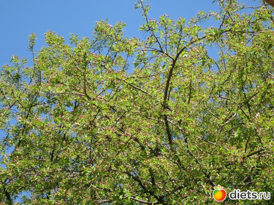 Яблоня. Этюд в зелёно-розовом..., альбом: Я вижу